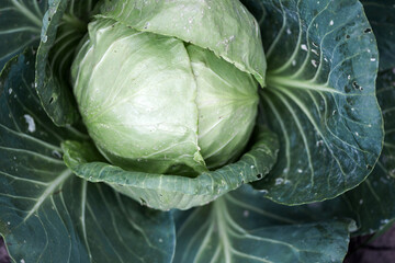 Fototapeta premium cabbage in the garden