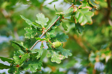 Fototapeta premium Acorns on oak branch with leaves