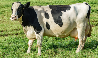 Dairy cow side view over grass