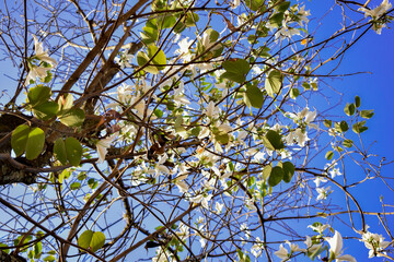 Flor branca de ipê. Árvore decídua na primavera. Planta sul americana