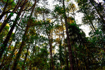 Bosque de pinheiros. 