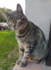 Kot w mieście. © Aleksandra