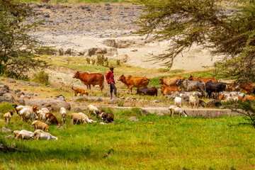 Cattle goat herder, unrecognizable person, with cows and goats grazing in rural Kenyan countryside....