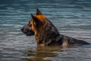 German shepherd swimming in pristine clean lake in summer season. Dog take a dip to cool down in hot summer. Low angle view