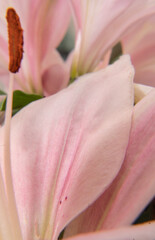 Pink lilies petal macro photography
