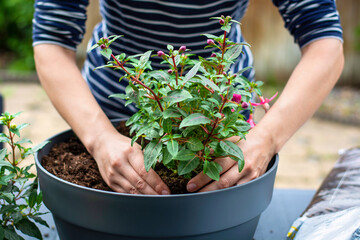 Woman working outside in a garden planting young flower plants in a planter. Woman's hands plant out flowering plant. Replanting / putting plants in grey container pot - Powered by Adobe