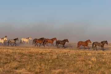 Fototapeta na wymiar Herd of Wild Horses in the Utah Desert