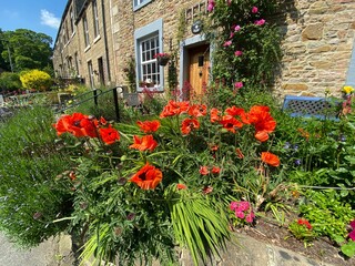 Fototapeta na wymiar Red poppies, surrounded by plants, and roses in, Skipton, Craven, UK