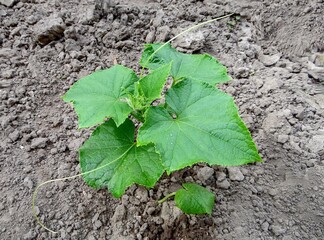 young sprout of a cucumber in the open ground of a vegetable garden