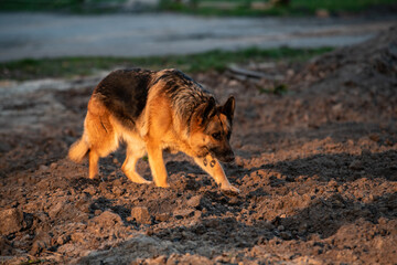 Nice German Shepherd walking in park in sunset light nature pets 