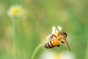 Bee insect flying on flower, beautiful nature in garden, blurred background of green nature, macro bee insect concept