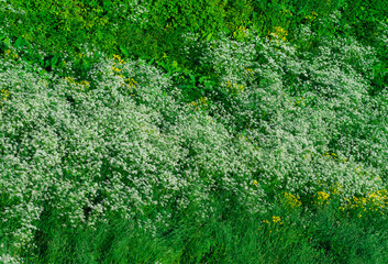Fototapeta na wymiar Green grass at park wilderness background