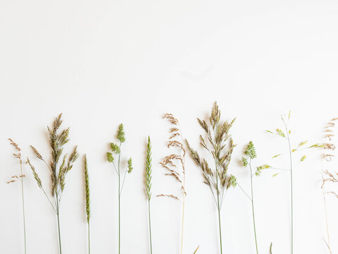 row from beautiful wild grasses like orchard grass, barren brome and ryegrass isolated on a white background with copy space