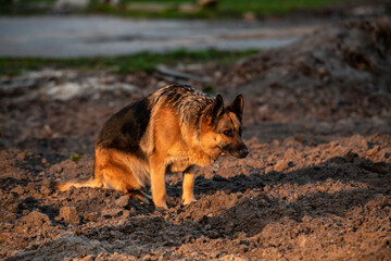 Nice German Shepherd walking in park in sunset light nature pets 