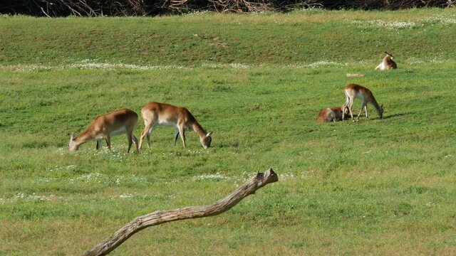 Red Lechwe antelopes grazing on grass