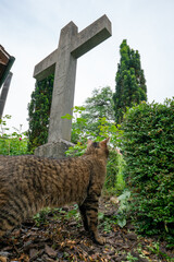 Toby or stray cat playing in a church grave yard under a big stone ancient cross in a cemetery. 