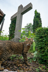 Toby or stray cat playing in a church grave yard under a big stone ancient cross in a cemetery. 