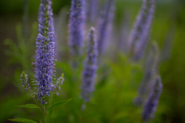 Aniseed mint-beautiful lilac garden flowers