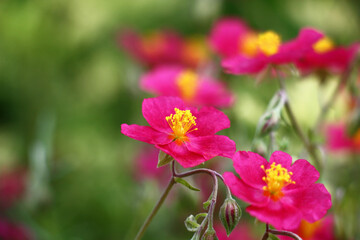 Beginning of summer.In a decorative garden the helianthemum bush blossoms in pink flowers with yellow stamens.