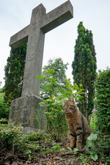 Toby or stray cat playing in a church grave yard under a big stone ancient cross in a cemetery. 