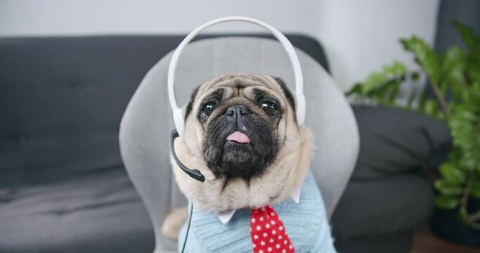 Funny dressed, cute pug dog in headset, headphones working with laptop. Studying online. Education online. Listening online course. Teaching. Online training class. Call Center. Video chat job. 