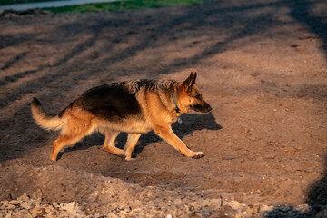Nice German Shepherd walking in park in sunset light nature pets 