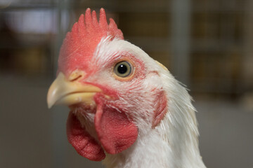 Rooster profile on the farm.
