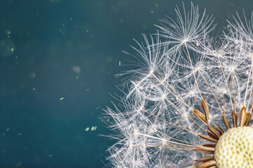 Close-up dandelion head, macro shot.