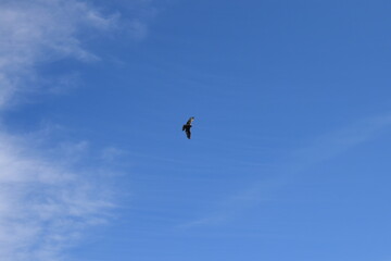 bird in the sky