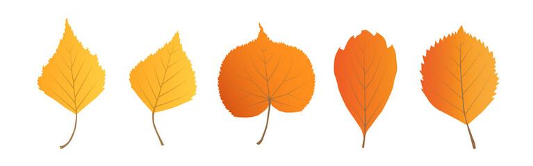 Vector autumn leaves set isolated on white background.