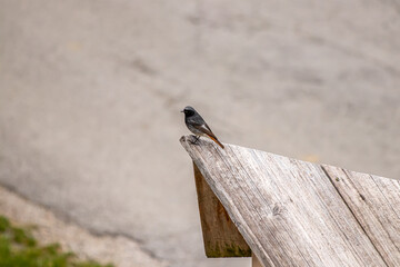 Black redstart resting on wooden planks