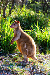 Australian agile wallaby on beach. Jervis Bay National Park, New South Wales, Australia
