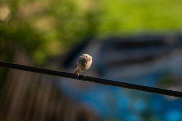 Black redstart sitting on electric cable, close up