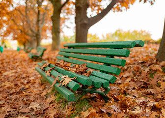 Free green wooden bench in the autumn park