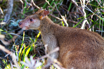 Australian agile wallaby on beach. Jervis Bay National Park, New South Wales, Australia