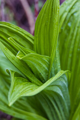 Green rippled leaves