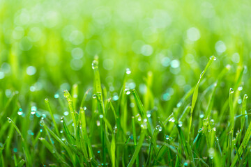 Fototapeta premium Piękno tła z liśćmi, zieloną trawą, kroplami rosy i bokeh