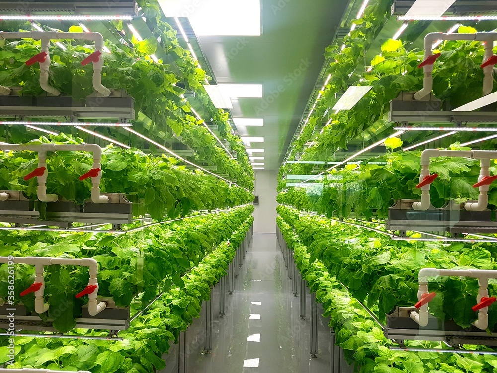 Sticker fresh vegetables are growing in indoor farm/vertical farm.