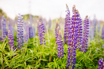 Wild-growing purple flowers of a lupine in the summer field.