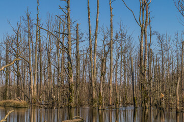 Dead trees in water. Swamp forrest in germany.