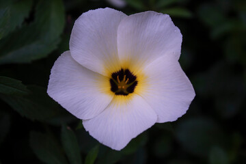 white and yellow flower