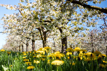 Cherry tree blossom near Ockstadt