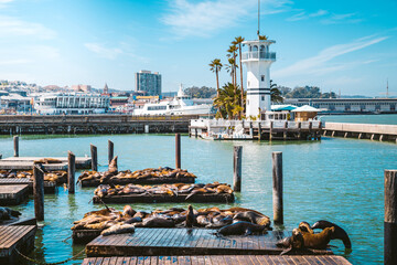 San Francisco Fisherman's Wharf with Pier 39 with sea lions, California, USA