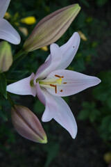 natural bouquet of white lilies with a pink tint