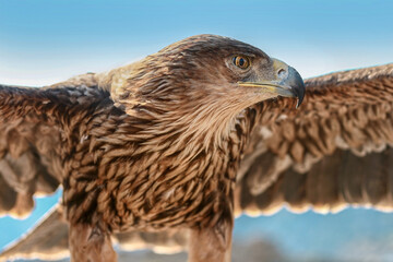 Beautiful young bald eagle