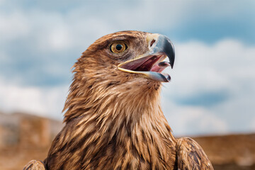 Beautiful young bald eagle