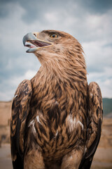 Beautiful young bald eagle