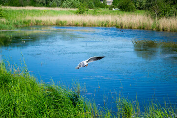 seagull in the lake