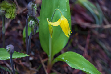 Glacier lily with rain drops 