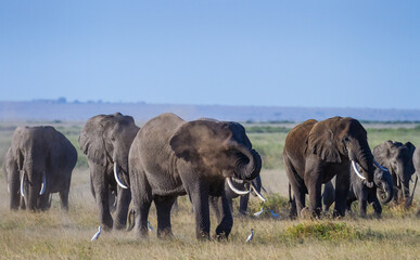 Elephant uses trunk to spray dust over body, known as dusting or dust bath. Amboseli National Park, Kenya, Africa. Large herd Loxodonta Africana on dusty grassland. African wildlife on safari vacation